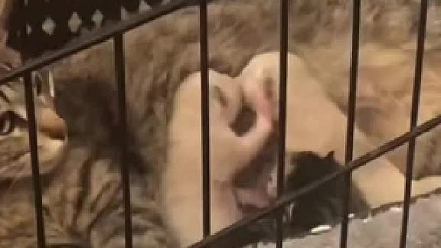 这孩子打小就护食还在喝奶就学会了打架小奶猫护食合集#全网热点共创计划#