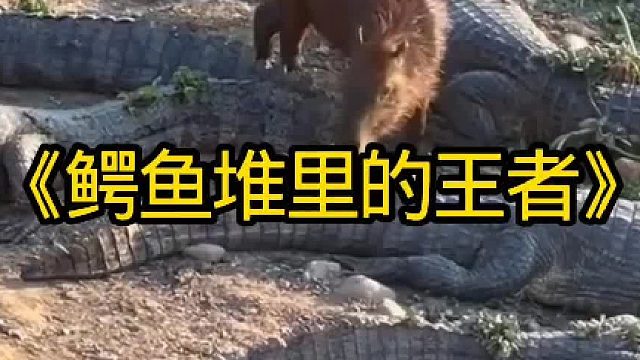 鳄鱼堆中的王者直接把鳄鱼当成了坐骑