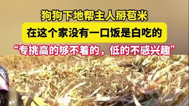 狗狗下地帮主人掰苞米 在这个家没有一口饭是白吃的 “专挑高的够不着的，低的不感兴趣”