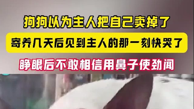 狗狗以为主人把自己卖掉了 寄养几天后见到主人的那一刻快哭了 睁眼后不敢相信用鼻子使劲闻