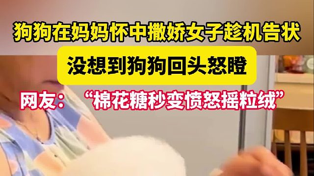 狗狗在妈妈怀中撒娇 女子趁机告状没想到狗狗的愤怒全写在脸上