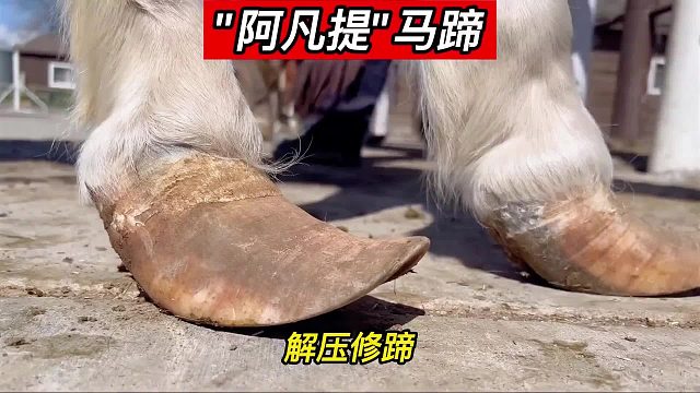 “阿凡提”马蹄，长腿新鞋，法力无边，是心动的感觉