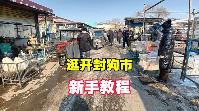 天这么冷还这么多人逛开封狗市，可见开封狗市魅力真不小！真热闹