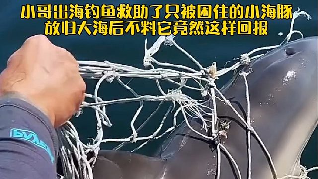 国外小哥出海钓鱼救助了只被困住的小海豚，放归大海后不料它竟然这样回报