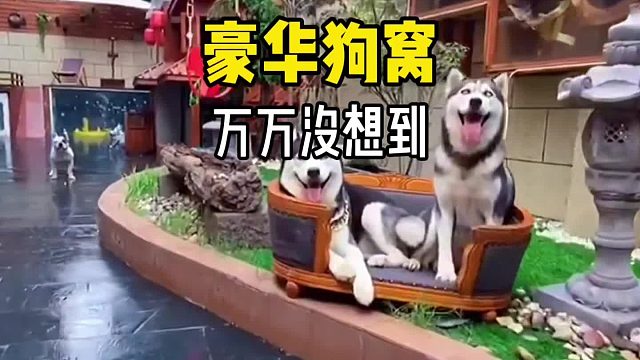 这绝对是我见过最听劝的铲屎官……