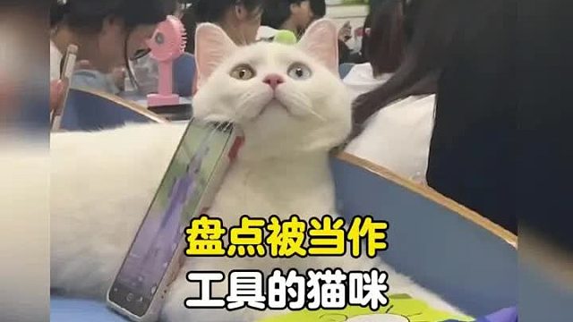 猫：没有一口饭是白吃的，这家没我得散