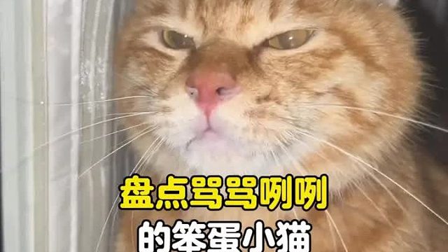 原来小猫也会骂骂咧咧