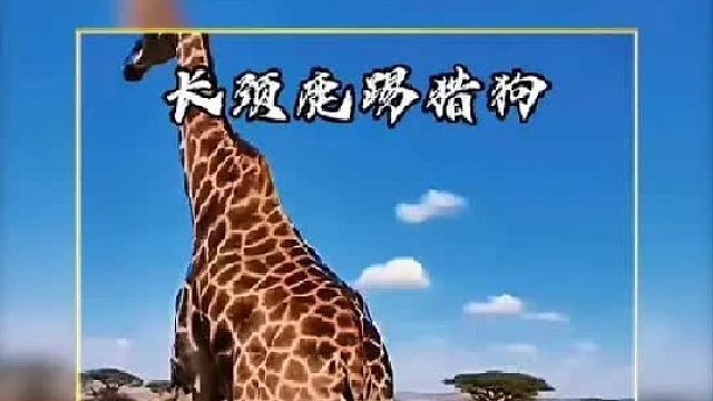 长颈鹿的无影腿究竟有多么恐怖