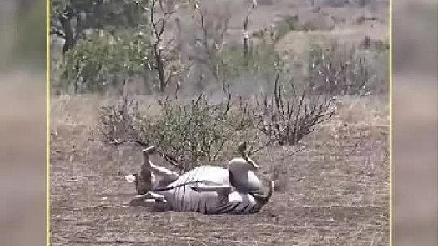 遭遇难产的斑马躺在野外努力的挣扎着