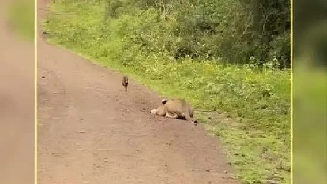 狮子趴在地上要伏击小油猪