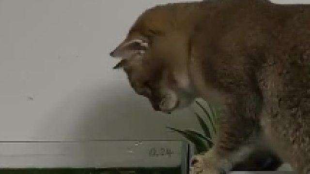 什么？鱼把猫给揍了