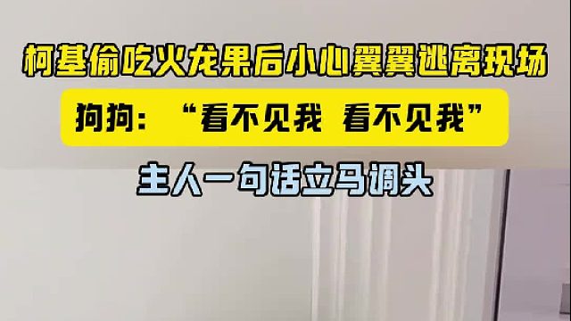 柯基偷吃火龙果后小心翼翼逃离现场 狗狗：“看不见我 看不见我”