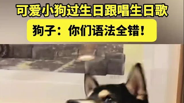 可爱小狗过生日跟唱生日歌 狗子：你们语法全错