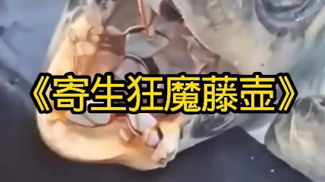 海洋寄生狂魔藤壶到底有多恐怖