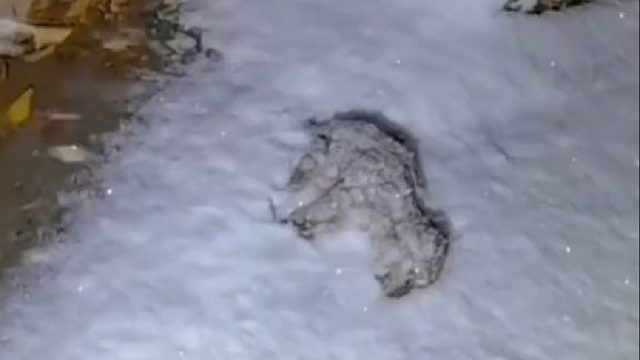 国外大叔在后院雪地发现只冻僵的小奶狗，好心救助不料长大后发现不对劲