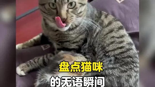 猫咪：摊上这么个玩意真是倒霉