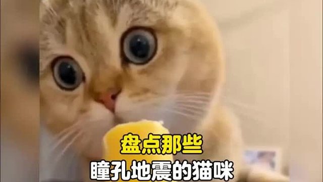 盘点猫咪震惊瞳孔放大瞬间