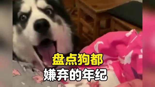 狗子：我想去当流浪狗，这家是待不下去了