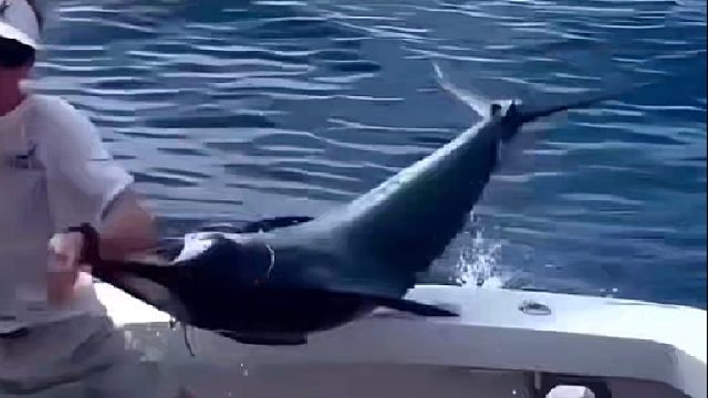 疯狂的旗剑鱼冲入船舱袭击钓鱼佬