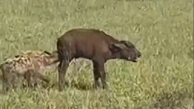 小牛犊几次从鬣狗魔口逃离，最后却还是惨遭毒手