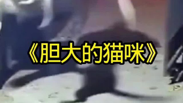 猫咪的胆子太大了遇见老虎都不怕