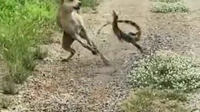 这是鳄鱼没发育好