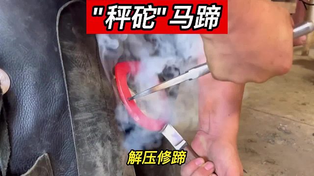 “秤砣”马蹄卷边严重，小哥轻车熟路搞定它，又是助马为乐的一天