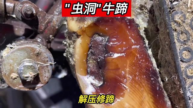 “虫洞”牛蹄，虫洞里面居然暗藏骨头汤，别有一番滋味，这是一个有治疗后续的视频，记得看到最后