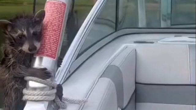 国外情侣救助了只落水的小浣熊，不料长大后的体型让人哭笑不得