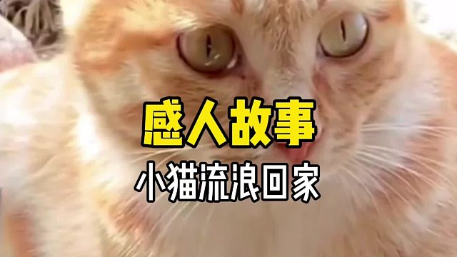 它只是怕你伤心，所以它一刻不停的回到你身边……