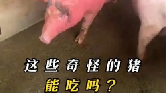 这些奇奇怪怪的猪，能吃吗