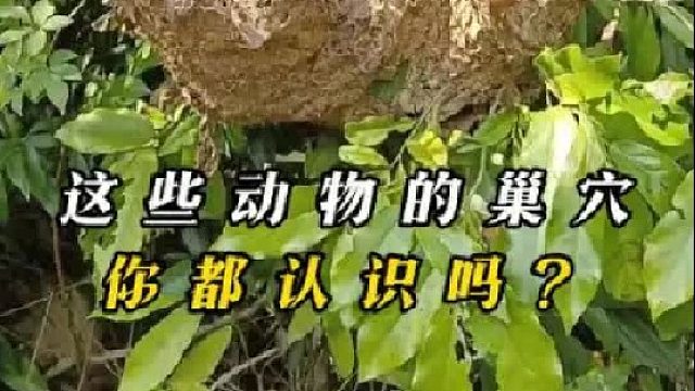 一口气带你认识32种动物巢穴，有些能掏有些不能掏