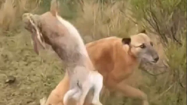 农场主拉一车猎犬抓捕逃窜的野兔