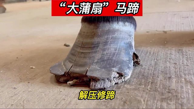 “大蒲扇”马蹄，修蹄、钉蹄铁、打磨抛光、上油提亮，修马蹄全流程一个没落下