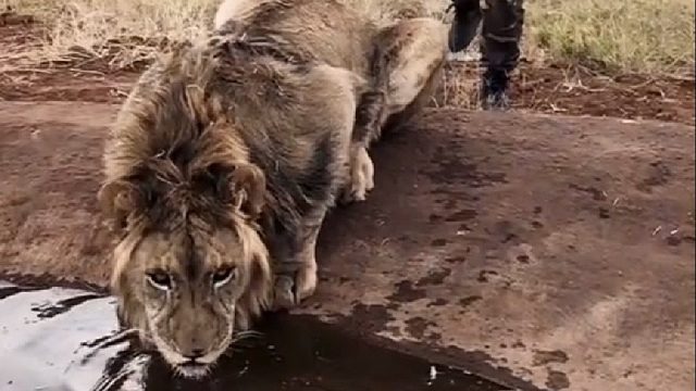 国外一大叔敢对狮子做出危险动作，原来背后有着令人动容的故事