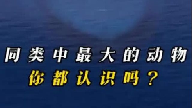 这些动物也太大了吧，带你认识31种在同类中大的离谱的动物