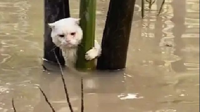 这些可怜的小猫咪，每一次救援都是给它们新的生命