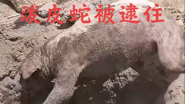 烈性犬钻进洞穴里抓捕咬死小奶狗的泼皮蛇