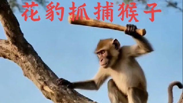 花豹树顶抓捕猴哥