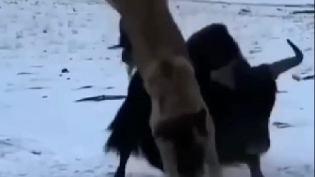 这绝对是野狼最倒霉狼狈不堪的一幕