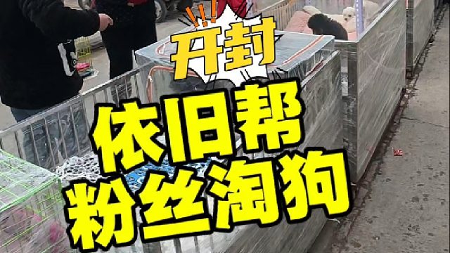 周日依旧是逛开封狗市，继续帮咱粉丝抓几只狗，新手逛狗市多留心