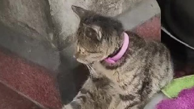 梅开二度你，上瘾了嘛