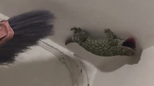 大壁虎见过这么大的壁虎吗？这就是我们南方的壁虎