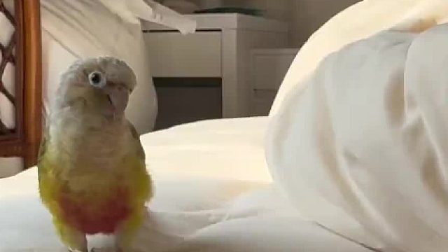 小太阳 -我可以失误无数次，你只能失误一次