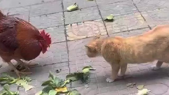 小奶猫大战大公鸡360天