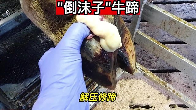 “倒沫子”牛蹄，饱含科技和狠活，飞哥看了也着魔，牛蹄竟也倒沫子，小哥惊叹长见识！