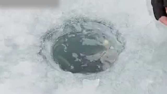 男子在冰面上开了洞引诱鱼，成功把一条硕大的三文鱼抓到手