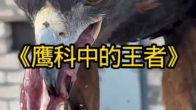 金雕是鹰科中的王者猛禽中的佼佼者