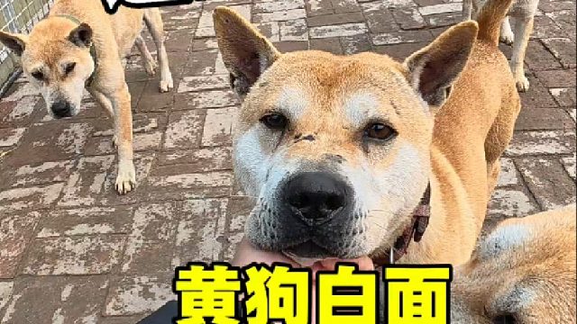 今天不逛开封狗市，带大家逛田园犬犬舍！展示一下本土犬的魅力！