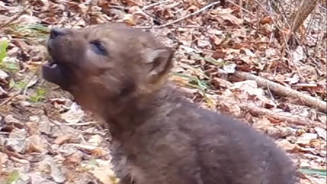 国外大叔爬山偶遇只跟妈妈走丢的小奶狗，好心收养长大后发现不对劲